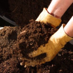 HOW TO REUSE YOUR EGGSHELLS, BANANA PEELS AND MUCH, MUCH MORE!|compost-finished