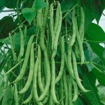 Top-3-Easiest-Veggies-to-Plant-NOW-for-Fall-Eating|Grow-it-yourself|green-beans