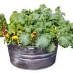 Top-3-Easiest-Veggies-to-Plant-NOW-for-Fall-Eating|Grow-it-yourself|kale-in-pot