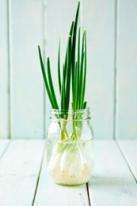 TOP 5 BEST VEGETABLES FOR AN INDOOR GARDEN|green-onion-jar|ko-ecolife
