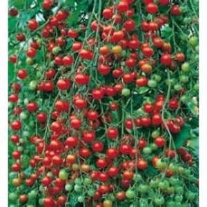 TOP 5 BEST VEGETABLES TO GROW INDOORS|SWEET-MILLION-tomatoes|ko-kidz