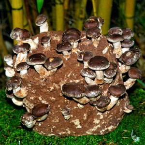 TOP 5 BEST VEGETABLES FOR AN INDOOR GARDEN|territorial-seed-co-shiitake-mushroom-kit|ko-ecolife
