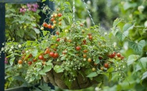 TOP 5 BEST VEGETABLES FOR AN INDOOR GARDEN|tomato-hundreds-thousands|ko-ecolife