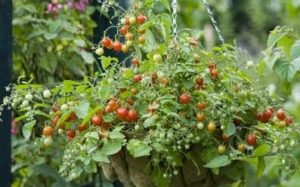 TOP 5 BEST VEGETABLES TO GROW INDOORS|tomato-hundreds-thousands|ko-kidz