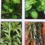 KO-KIDZ-JOINS-PURPLE-ASPARAGUS-FOR-HEALTHY-EATING-CLASSROOM-ADVENTURE!|Purple-Asparagus-herbs-card