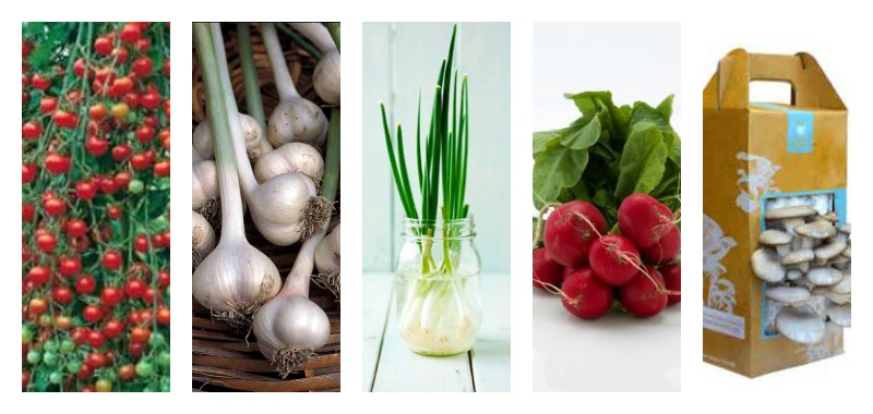 Read more about the article TOP 5 BEST VEGETABLES TO GROW IN AN INDOOR GARDEN!