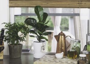 TOP 5 ECO-FRIENDLY VALENTINE GIFTS|ko-ecolife|Fiddle-Leaf-fig-foliage-wild-interiors