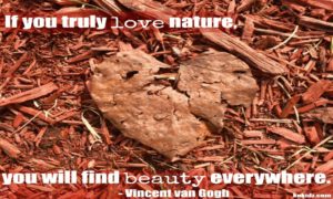 MONDAY MOTIVATION & MEDITATION - LOVE NATURE|heart-leaf-red-woodchips-quote-van-gogh|the-powch|ko-ecolife