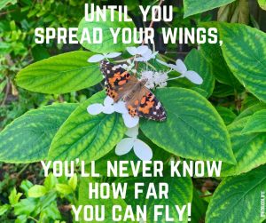 spread-your-wings-monday-motivation-meditation-painted-lady-butterfly-white-hydrangea-spread-your-wings-fly-quote|ko-ecolife