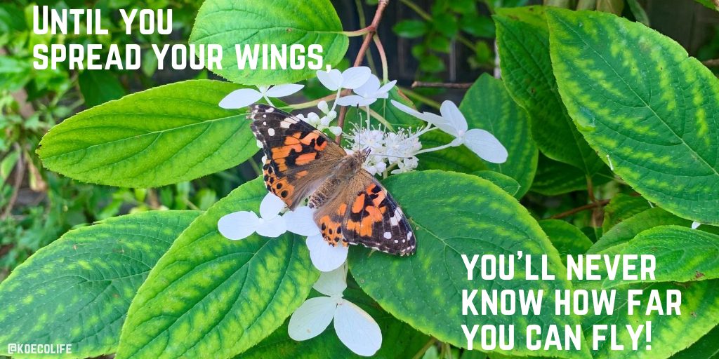 You are currently viewing SPREAD YOUR WINGS -MONDAY MOTIVATION & MEDITATION
