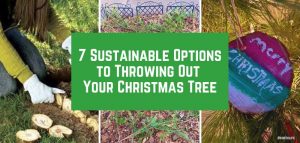 Read more about the article 7 SUSTAINABLE OPTIONS TO THROWING OUT YOUR CHRISTMAS TREE