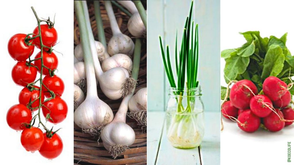 EASY VEGETABLES TO GROW INSIDE THIS WINTER!
