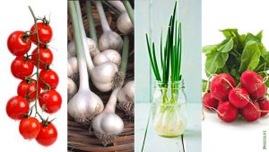 Read more about the article BEST VEGETABLES TO GROW INSIDE THIS WINTER!